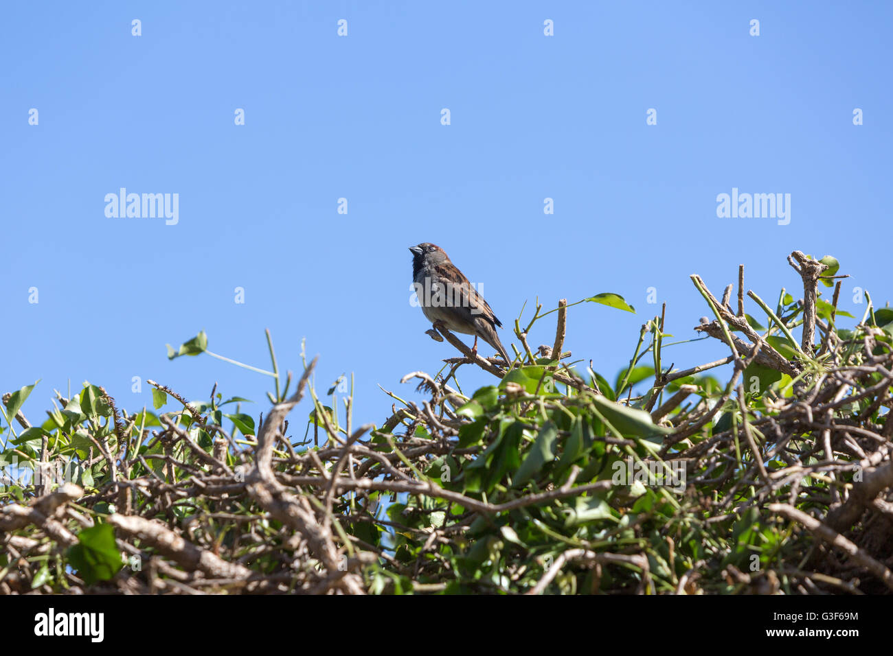 Adult male House sparrow, Sparrows Passeridae, surrounded by ivy, Hedera helix, Stock Photo
