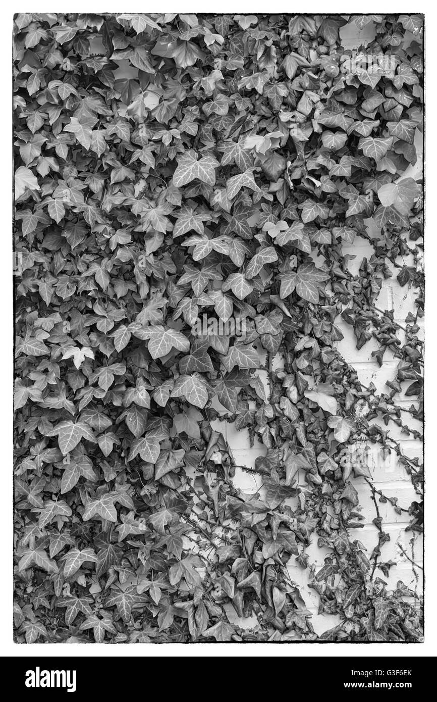 Green ivy Hedera with glossy leaves and white veins on the wall. Black and white photo with a Vintage border Stock Photo
