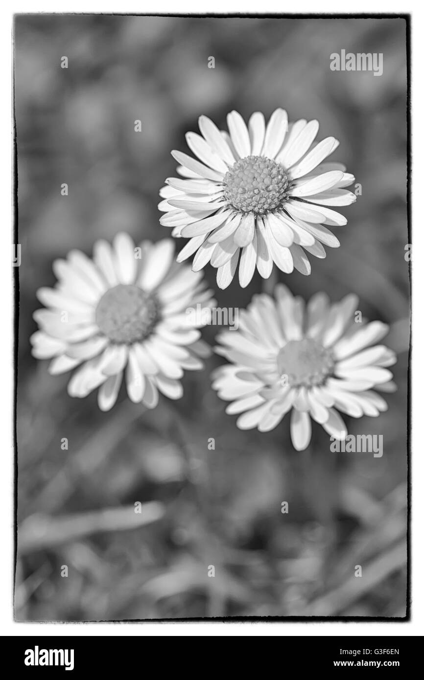 Macro shot of three white daisy flowers in a field of daisies. Black and white photo with a vintage border Stock Photo