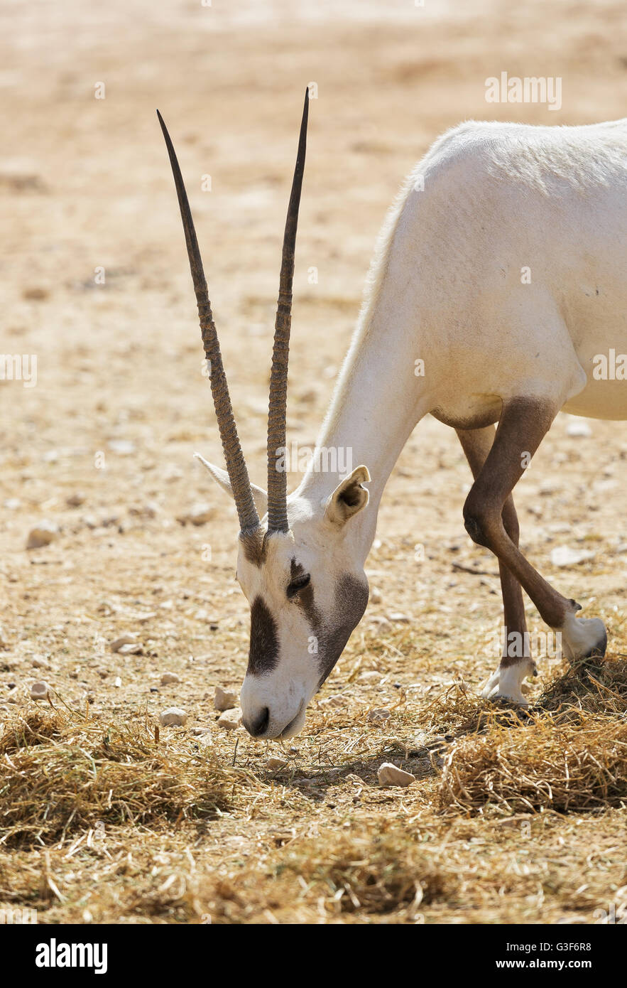 Arabian sand gazelle gazella hi-res stock photography and images - Alamy