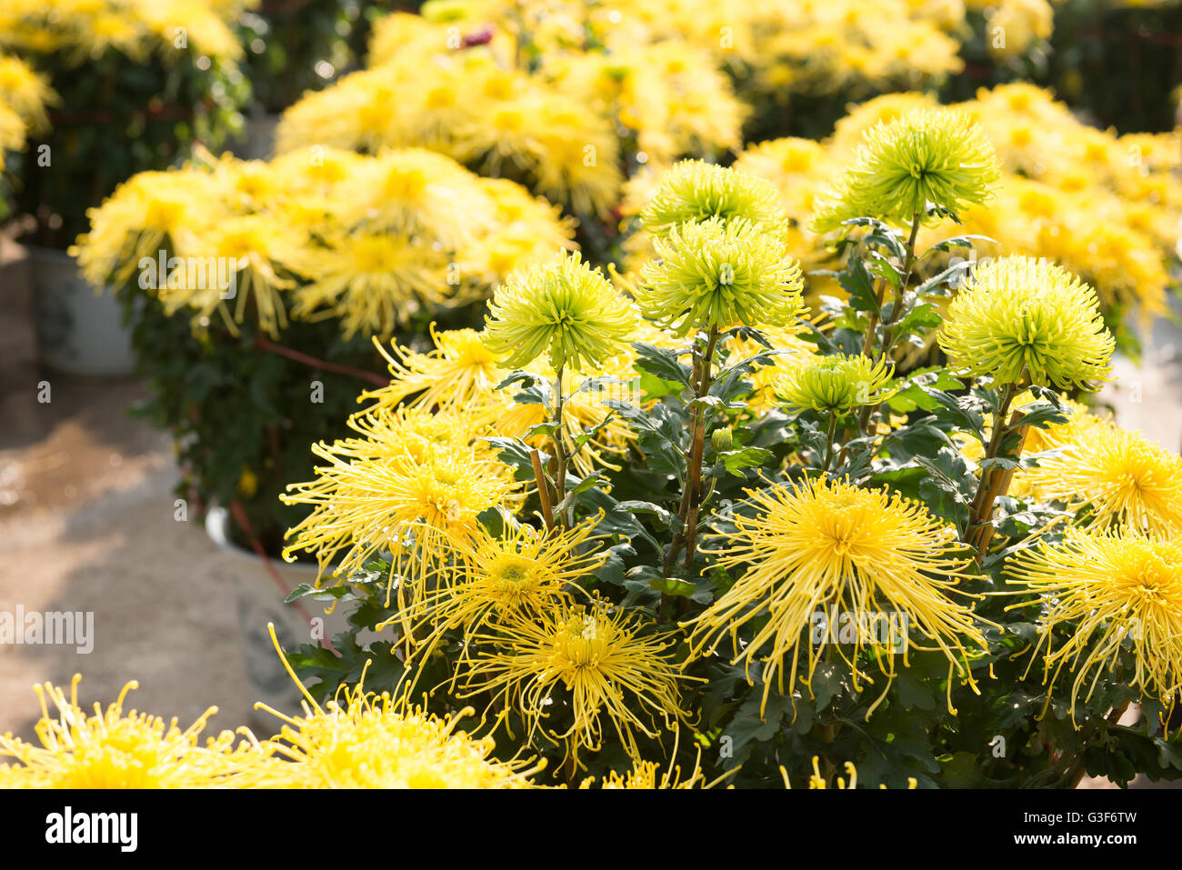 beautiful chrysanthemum flowers Stock Photo Alamy