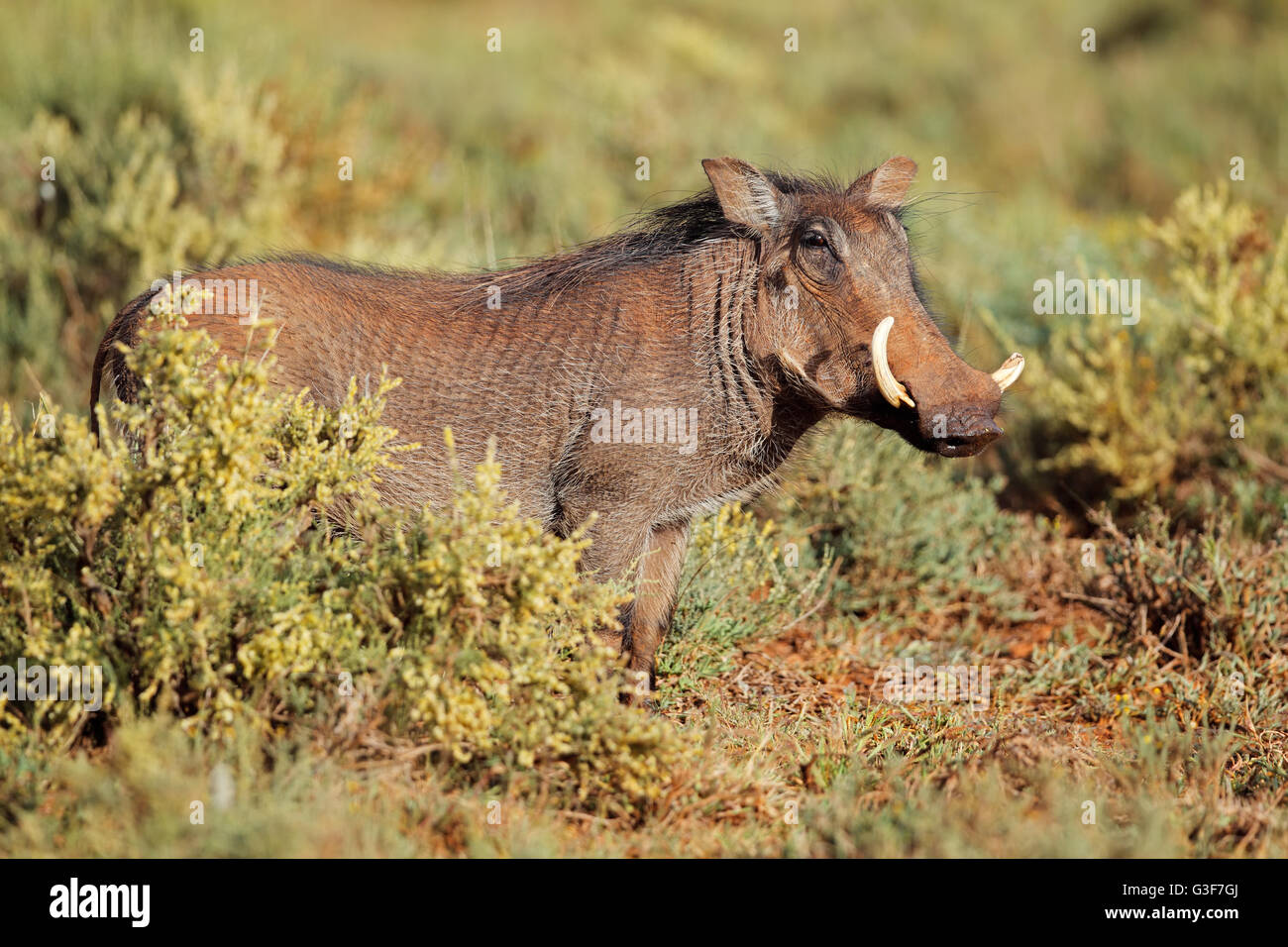 A warthog (Phacochoerus africanus) in natural habitat, South Africa Stock Photo