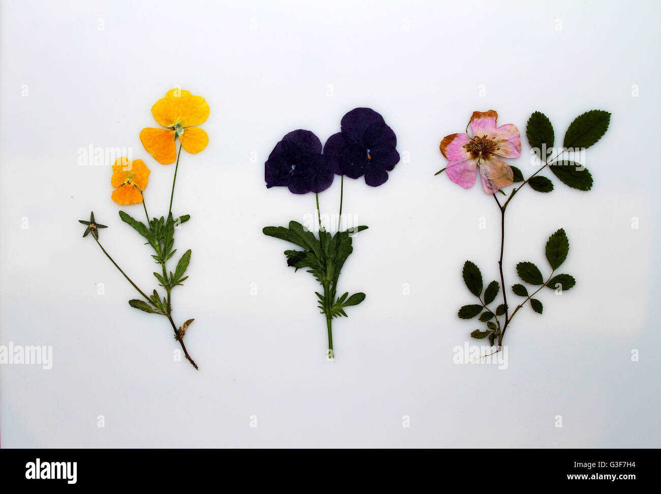 Pressed pansy flowers Stock Photo