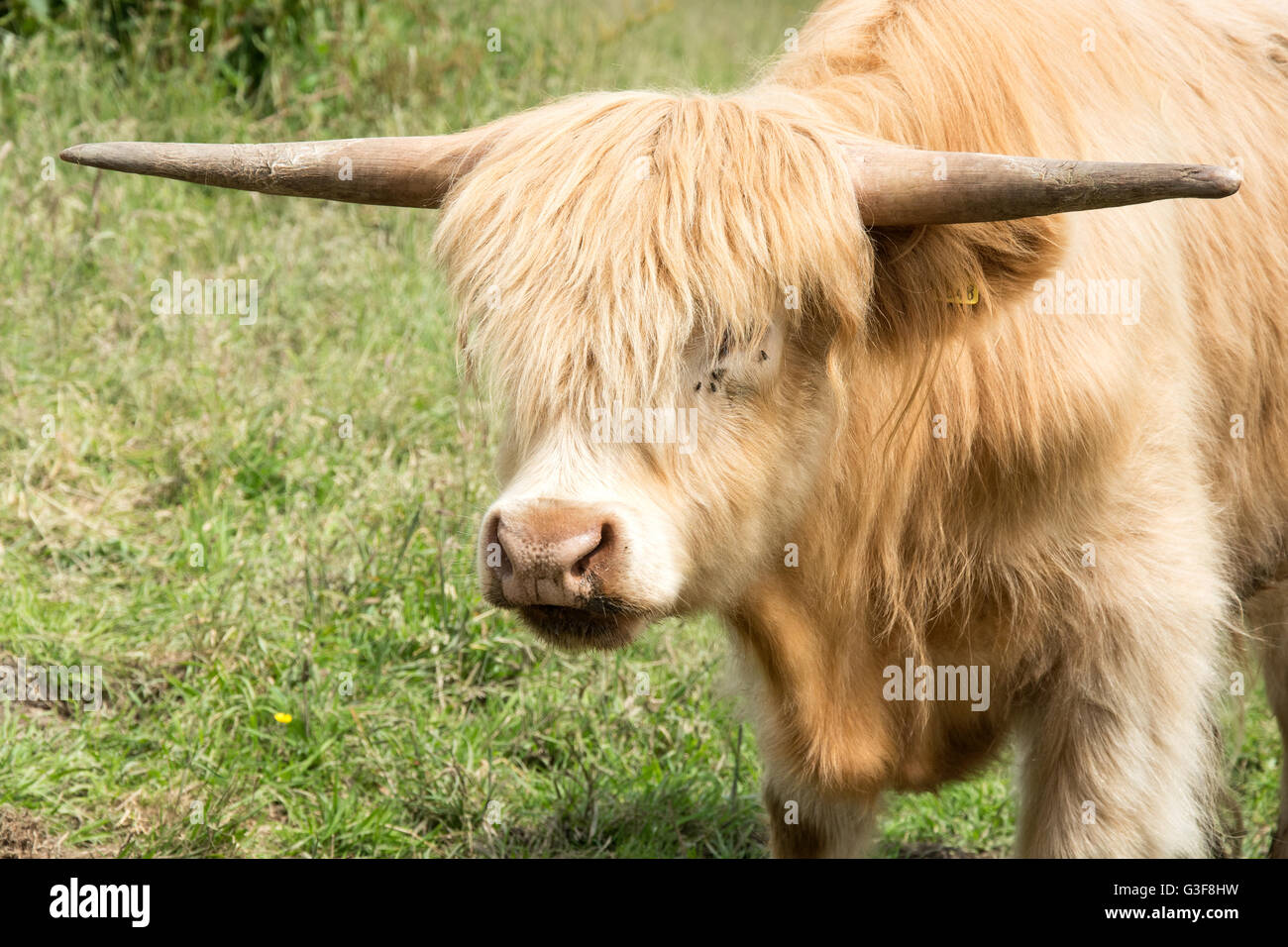 Highland Cattle Showing The Long Hair And Big Horns Stock Photo
