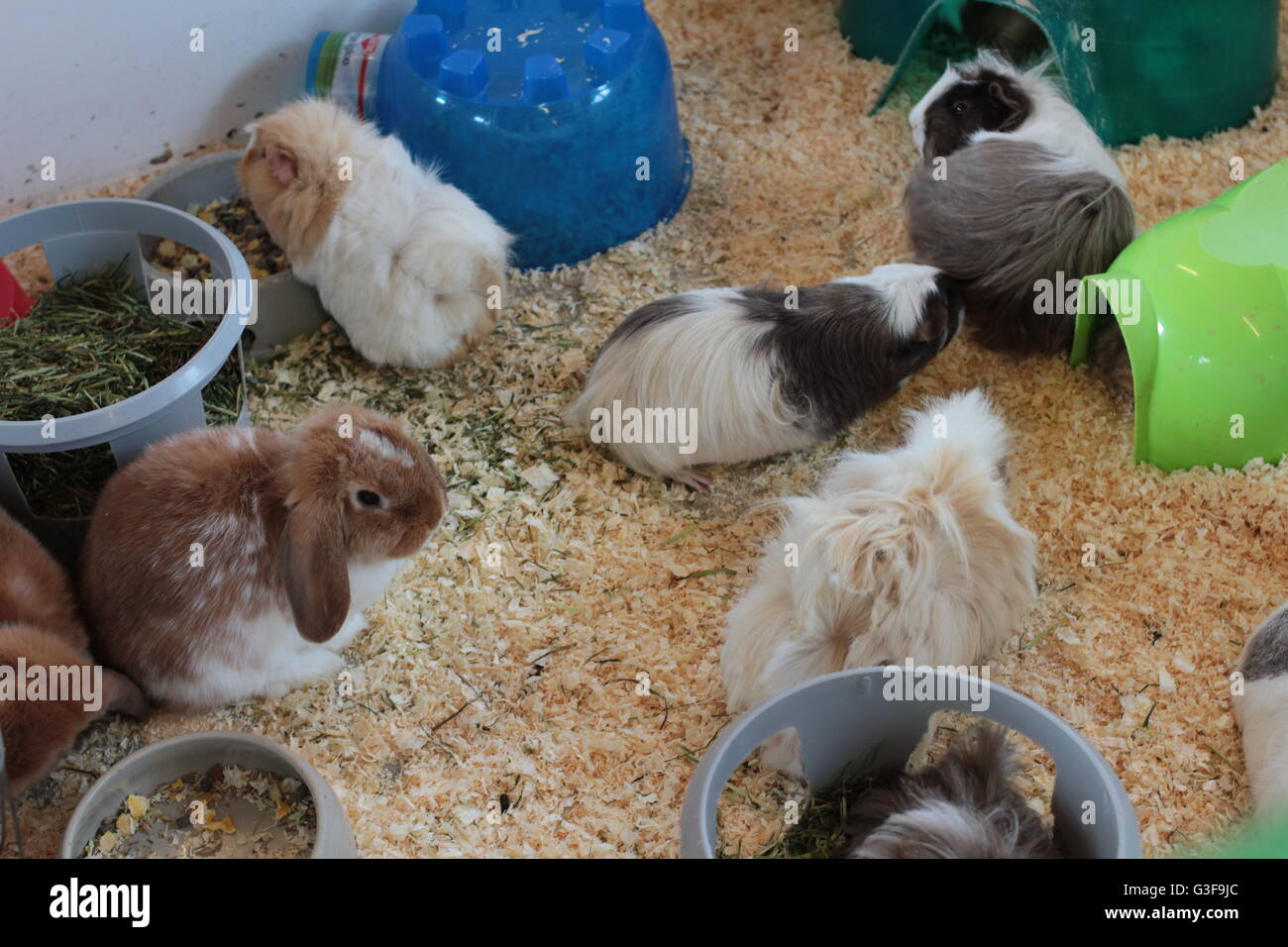 Long Haired Guinea Pig and lop eared rabbit Stock Photo Alamy