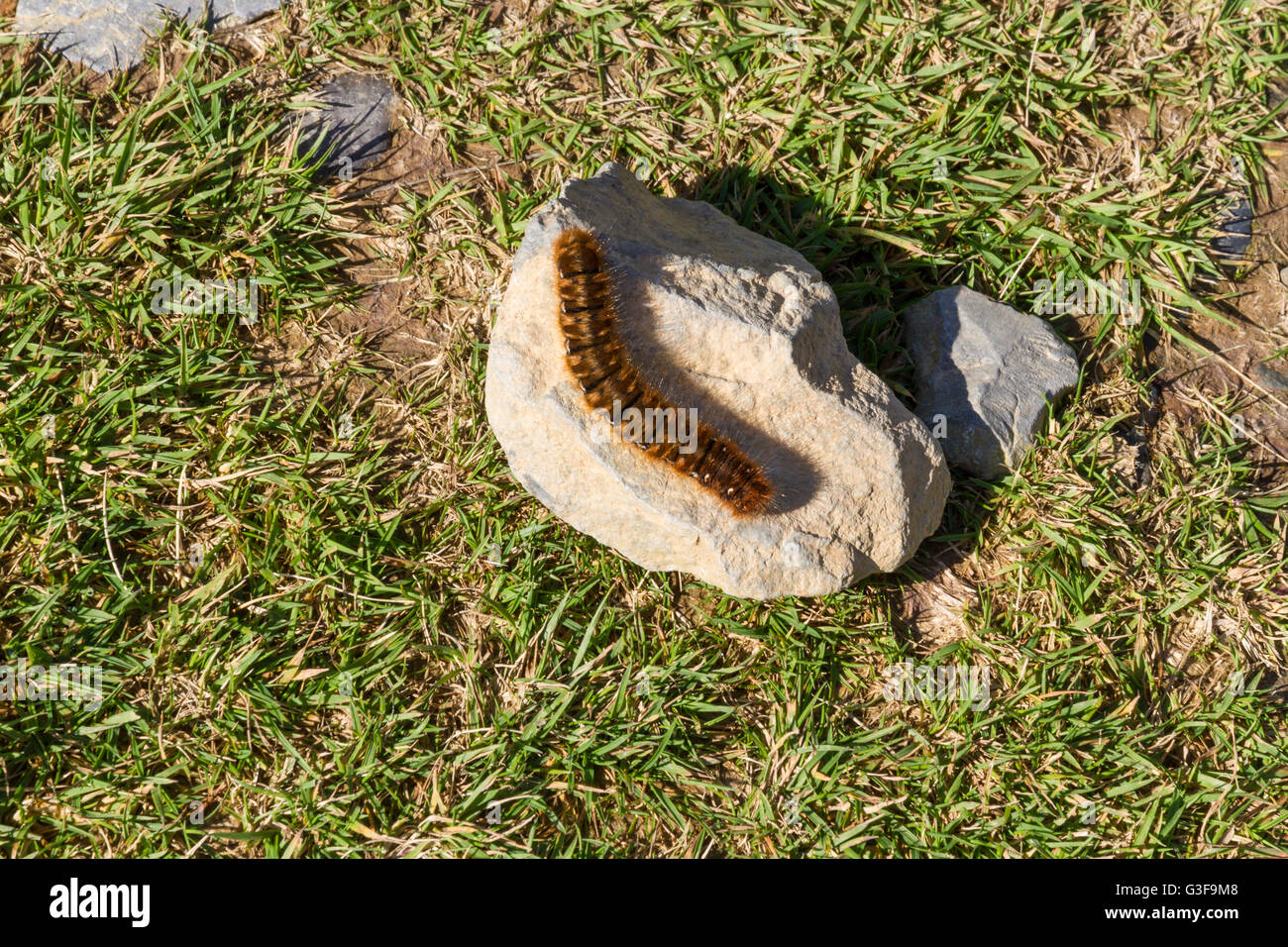 Hairy brown large caterpillar in the UK basking on a stone. Oag eggar or Lasiocampa quercus member of the Lasiocampidae family Stock Photo