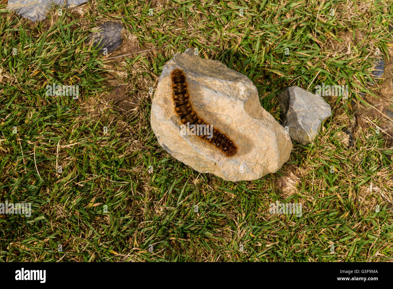 Hairy brown large caterpillar in the UK basking on a stone. Oag eggar or Lasiocampa quercus member of the Lasiocampidae family Stock Photo