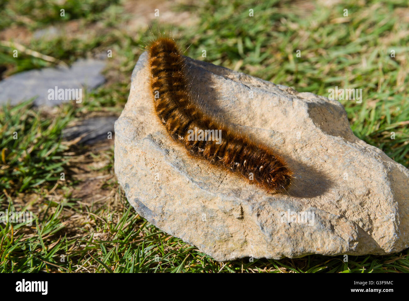 Hairy brown large caterpillar in the UK basking on a stone. Oag eggar or Lasiocampa quercus member of the Lasiocampidae family Stock Photo