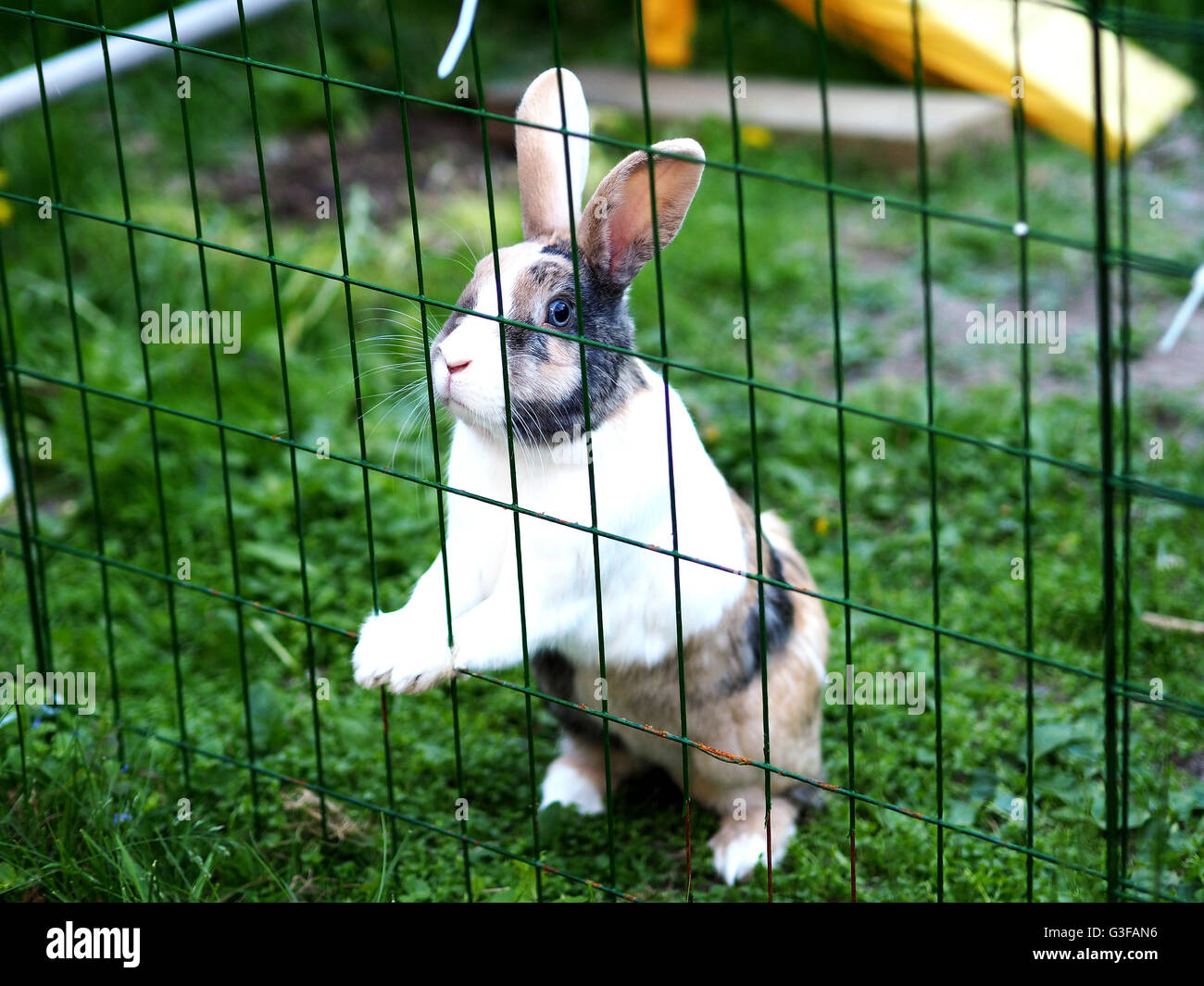Flemish Giant Rabbit Cage