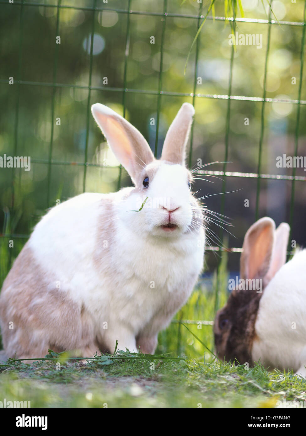 flemish giant mini lop mix
