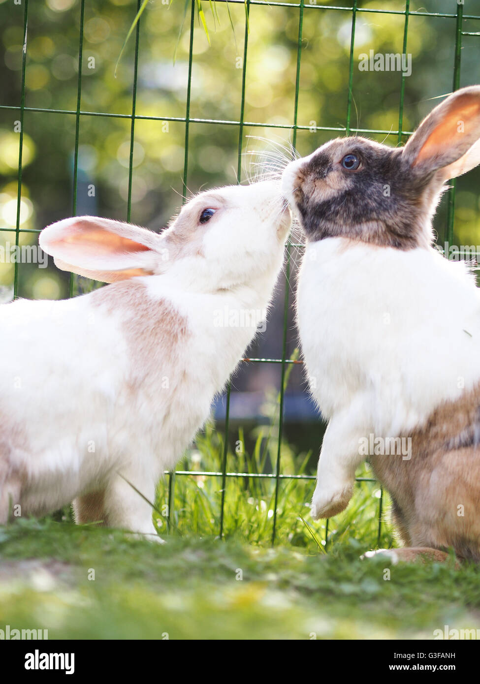 Brown, white and black colored bunny. Mix of Flemish giant and dwarf