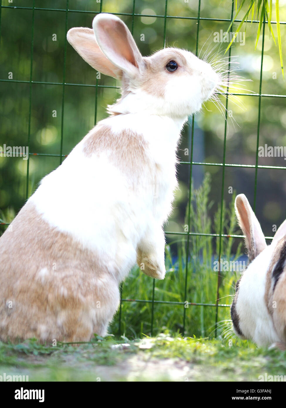 flemish giant mini lop mix