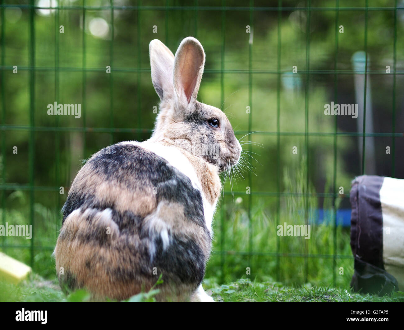 Brown, white and black colored bunny. Mix of Flemish giant and dwarf