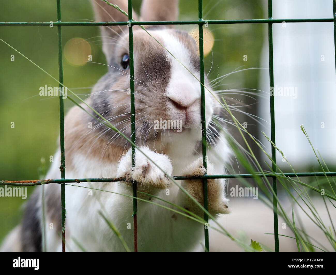 European Rabbit Mix Flemish Giant Rabbit High Resolution Stock Photography and Images - Alamy