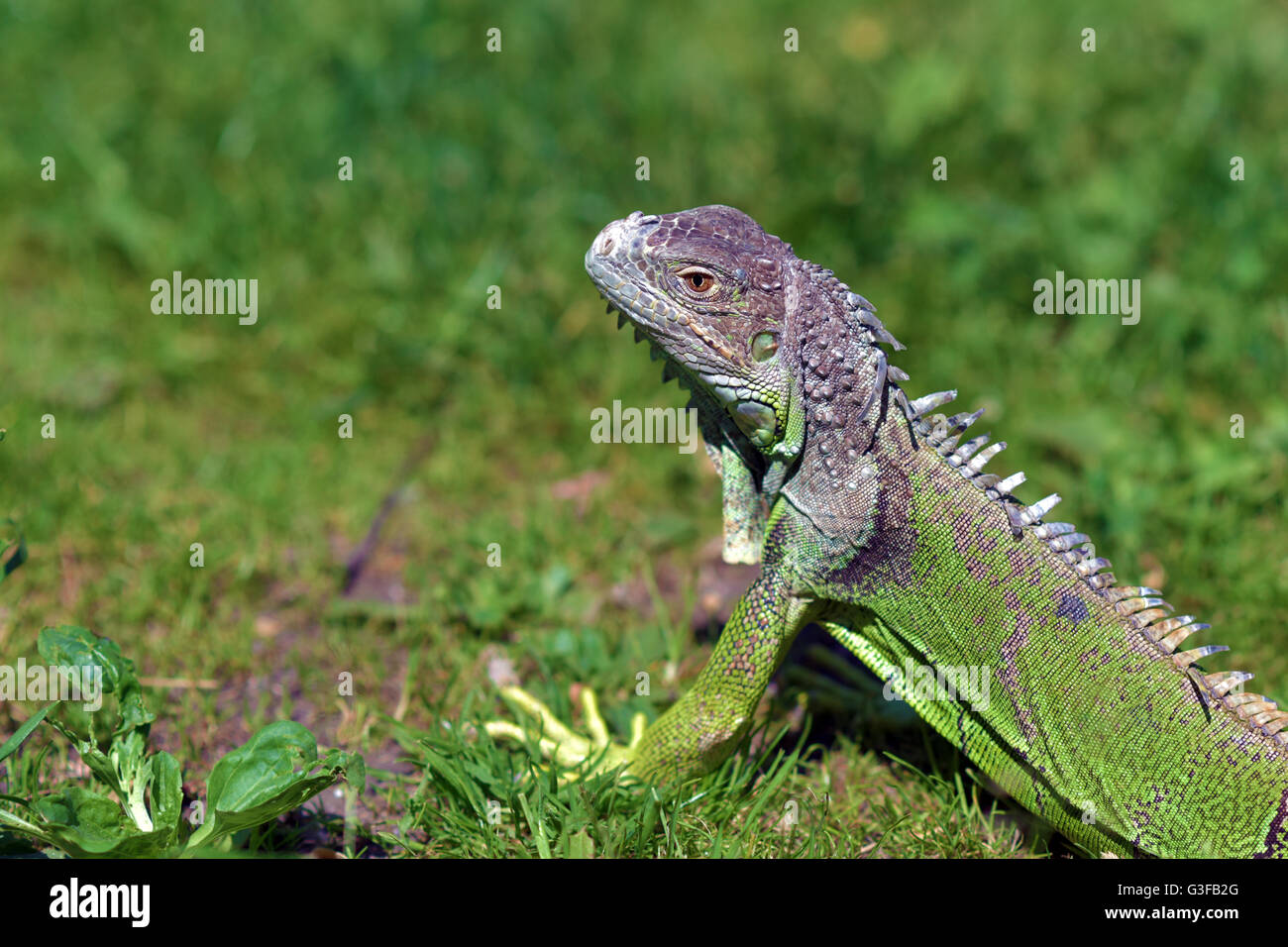 Green iguana large herbivorous lizard closeup Stock Photo Alamy