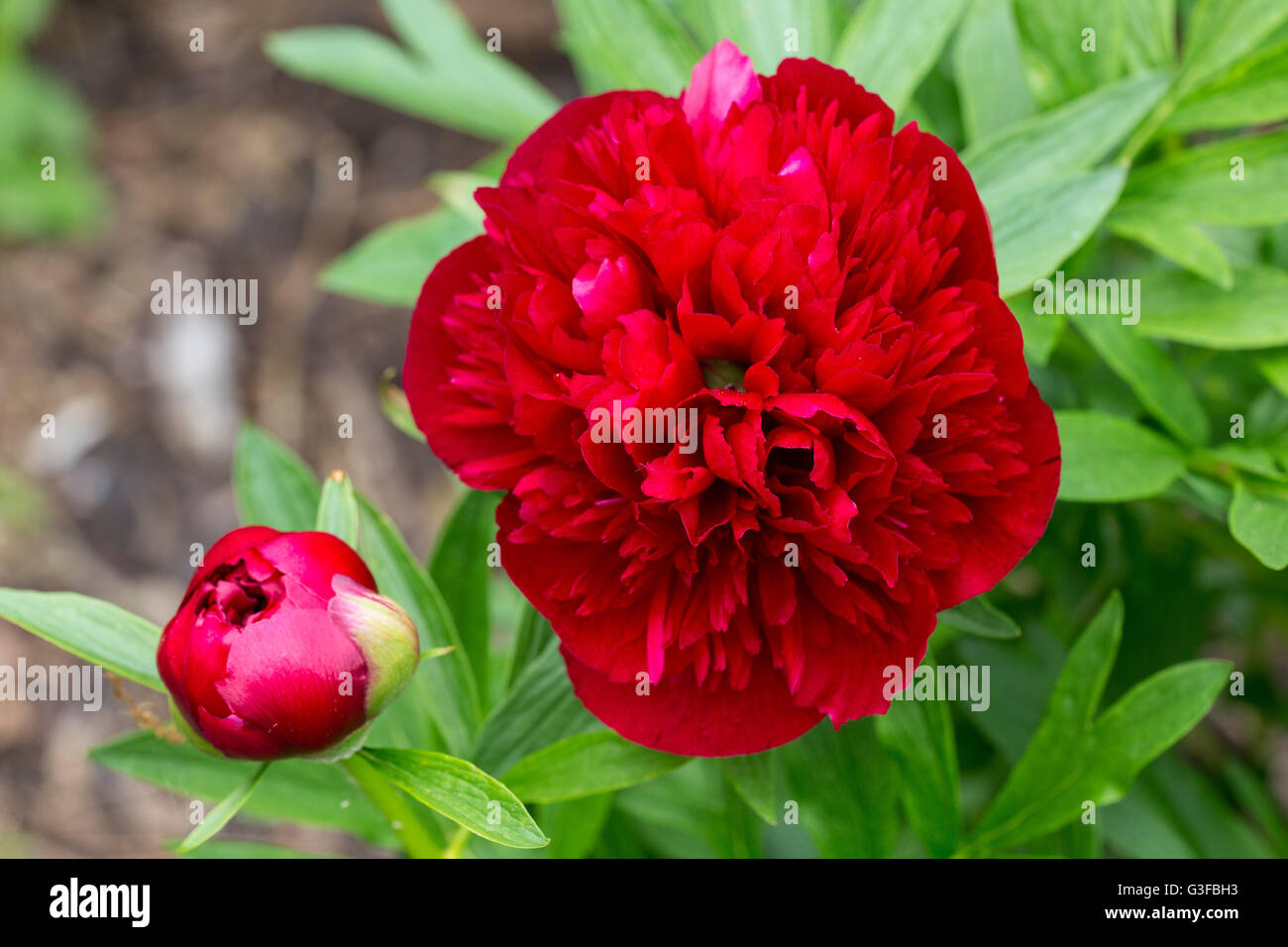 Paeonia officinalis rubra plena hi-res stock photography and images - Alamy