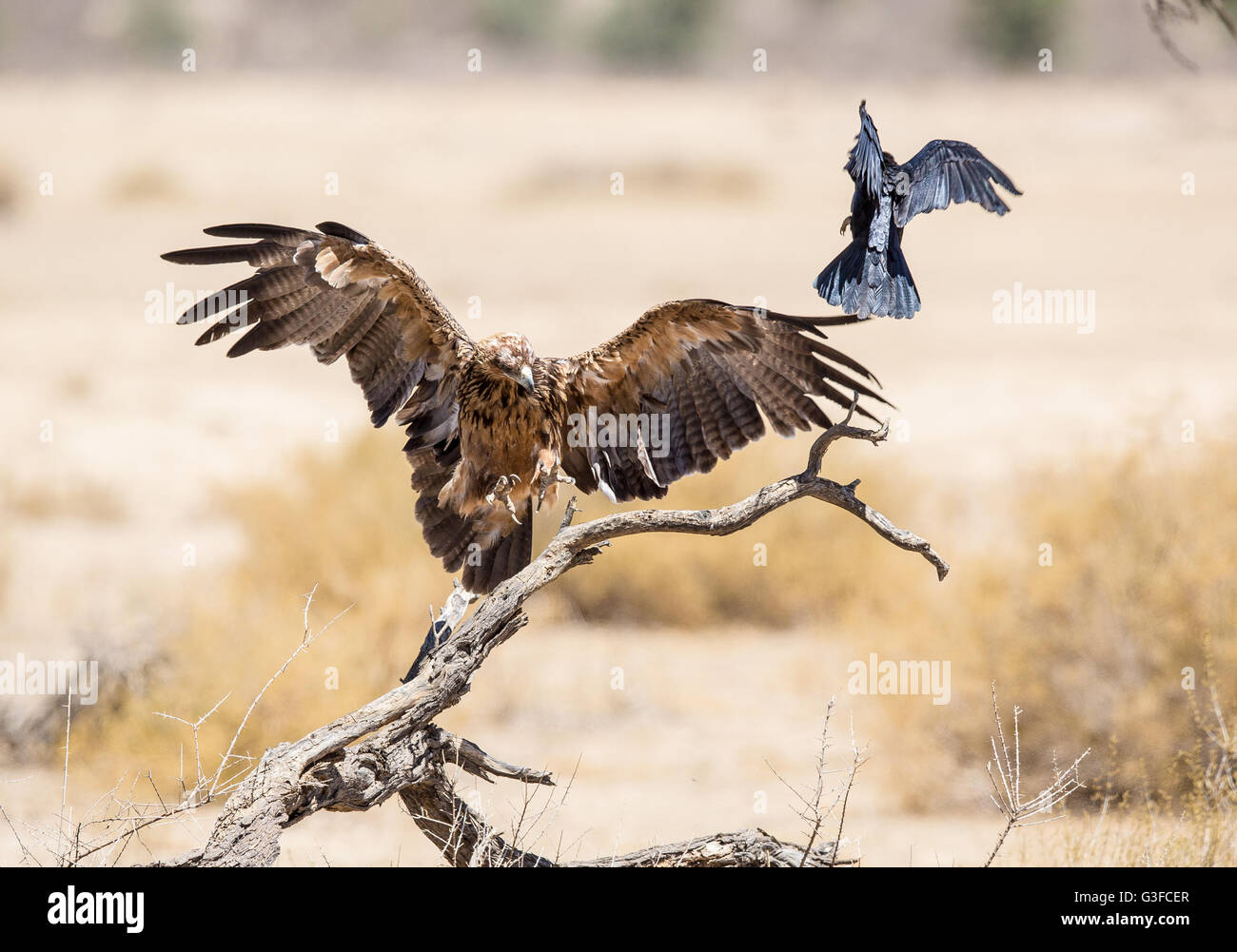 A large Tawny Eagle chasing away a crown as it lands on a dry tree. The ...