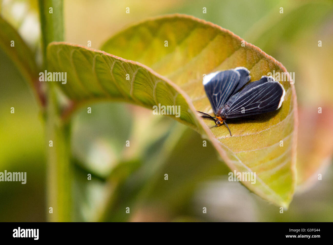 Asuncion, Paraguay. 10th June, 2016. White-tipped black or snowbush spanworm (Melanchroia chephise) moth, rests on guava tree leaf, is seen during sunny day in Asuncion, Paraguay. Credit: Andre M. Chang/Alamy Live News Stock Photo