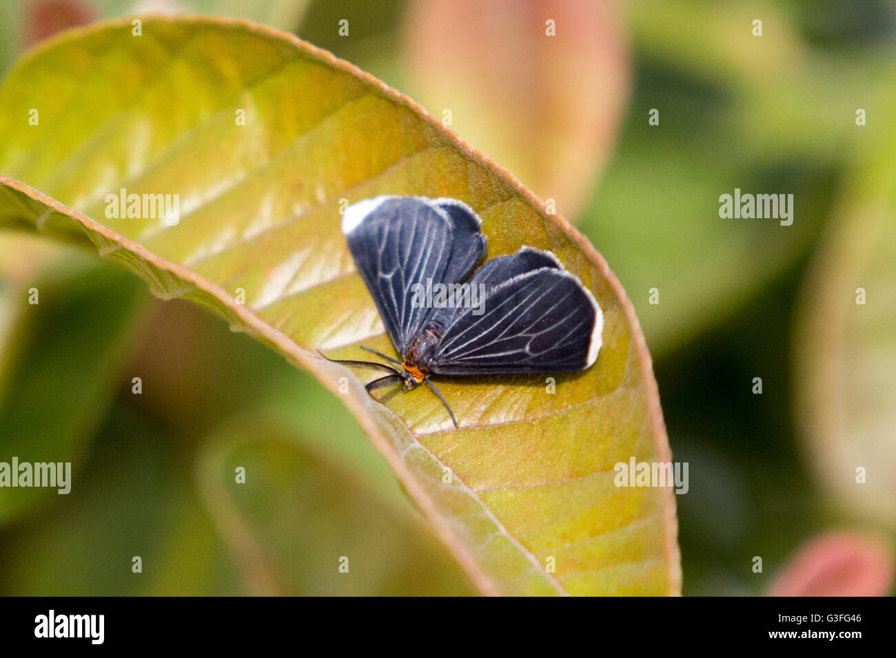 Asuncion, Paraguay. 10th June, 2016. White-tipped black or snowbush spanworm (Melanchroia chephise) moth, rests on guava tree leaf, is seen during sunny day in Asuncion, Paraguay. Credit: Andre M. Chang/Alamy Live News Stock Photo