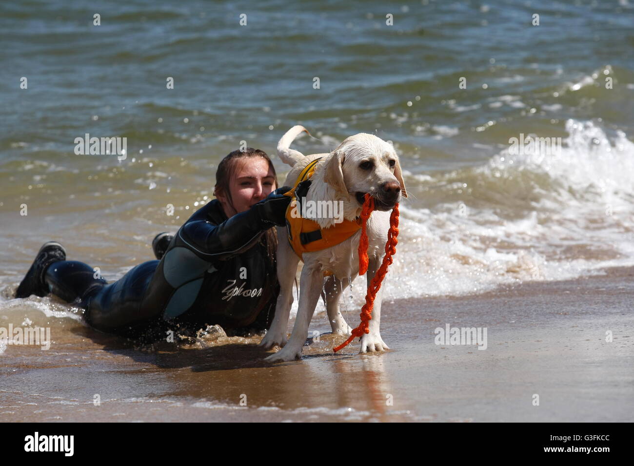 Gdansk, Poland. 11th June, 2016. Dozen rescue dogs took part in the 2nd Water Rescue Dogs Cup of Poland in Gdansk Brzezno on the Baltic Sea coast. Lifesaving dogs had to pass a test of obedience and the rescue of a man on the rough waters of the Baltic Sea Credit:  Michal Fludra/Alamy Live News Stock Photo