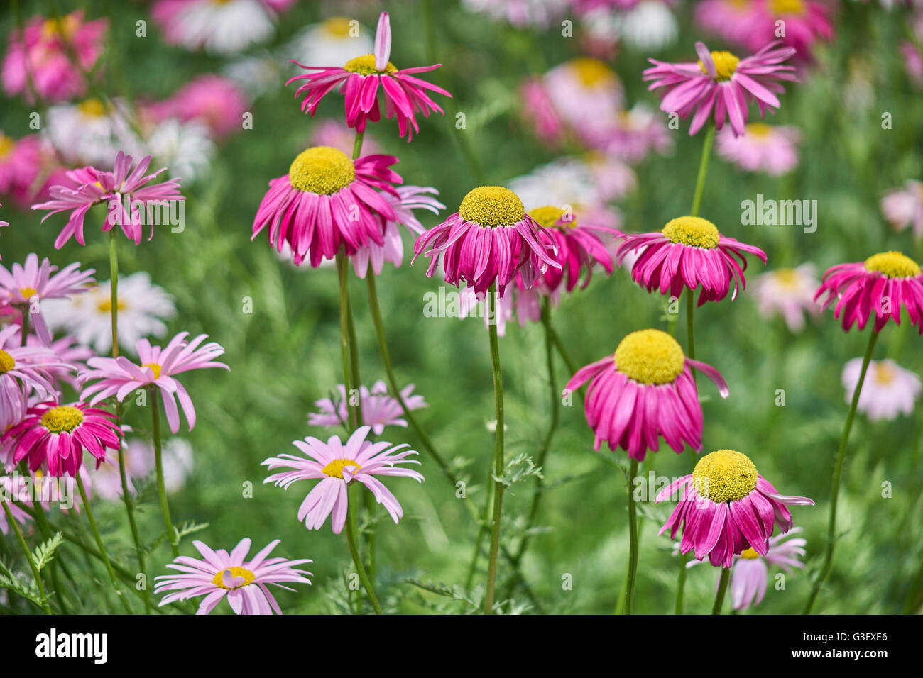 Many red and pink pyrethrum flowers Tanacetum coccineum Stock Photo