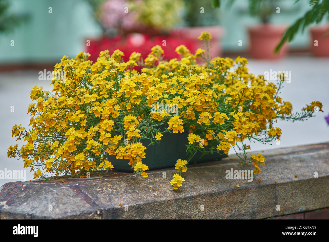 Lush yellow petunias blooming in the flower pot Stock Photo