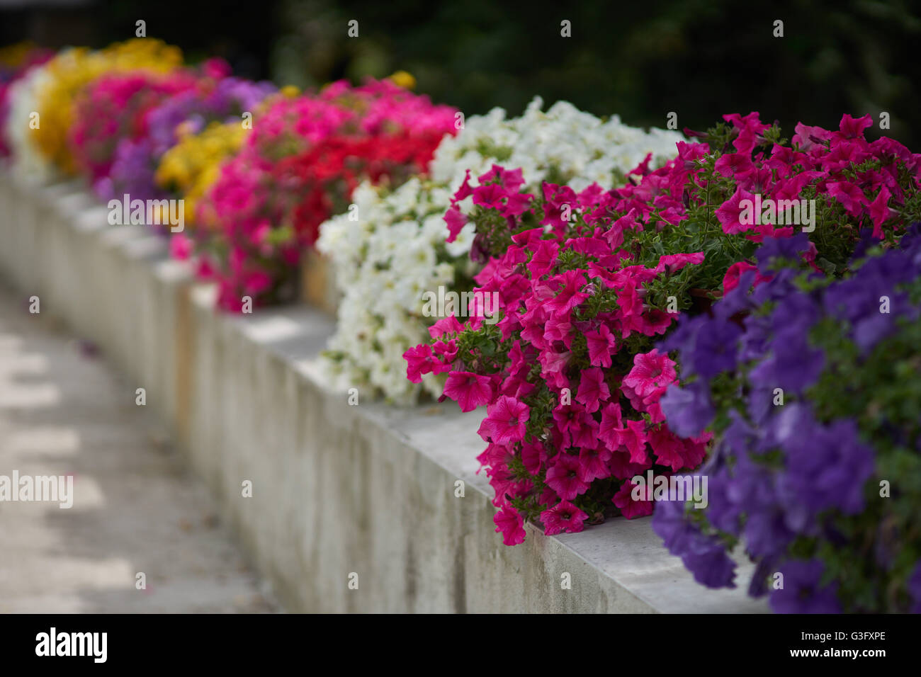 Various multicolor petunias petunia in their flower pots aligned in row Stock Photo