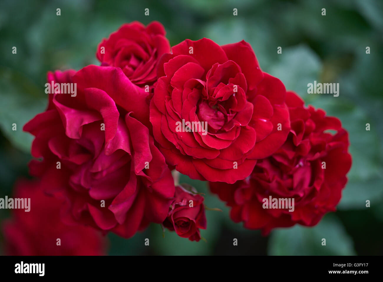 Lush rose hi-res stock photography and images - Alamy