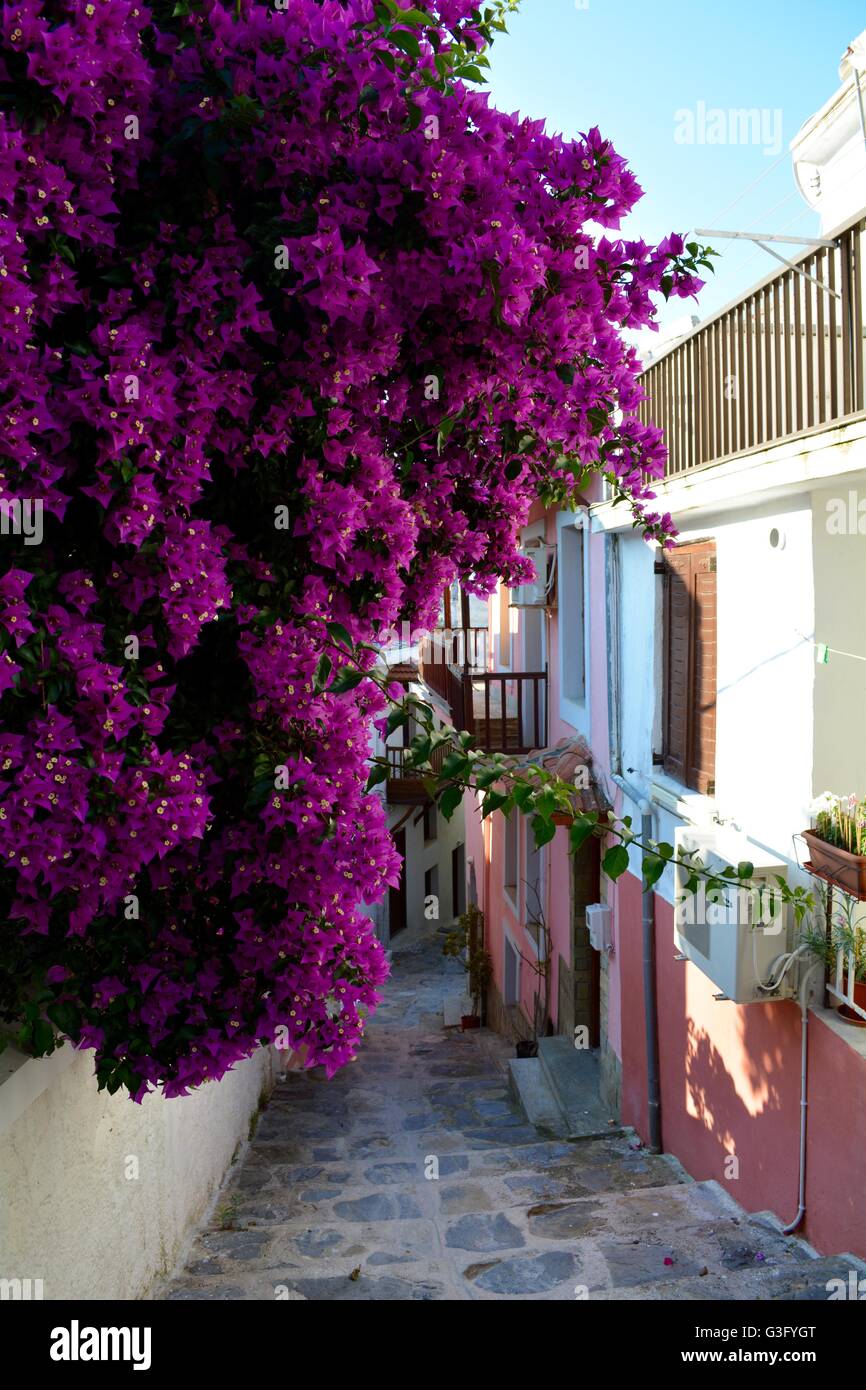 brightly colored bougainvillea flowers on the Greek island of Skopelos Stock Photo