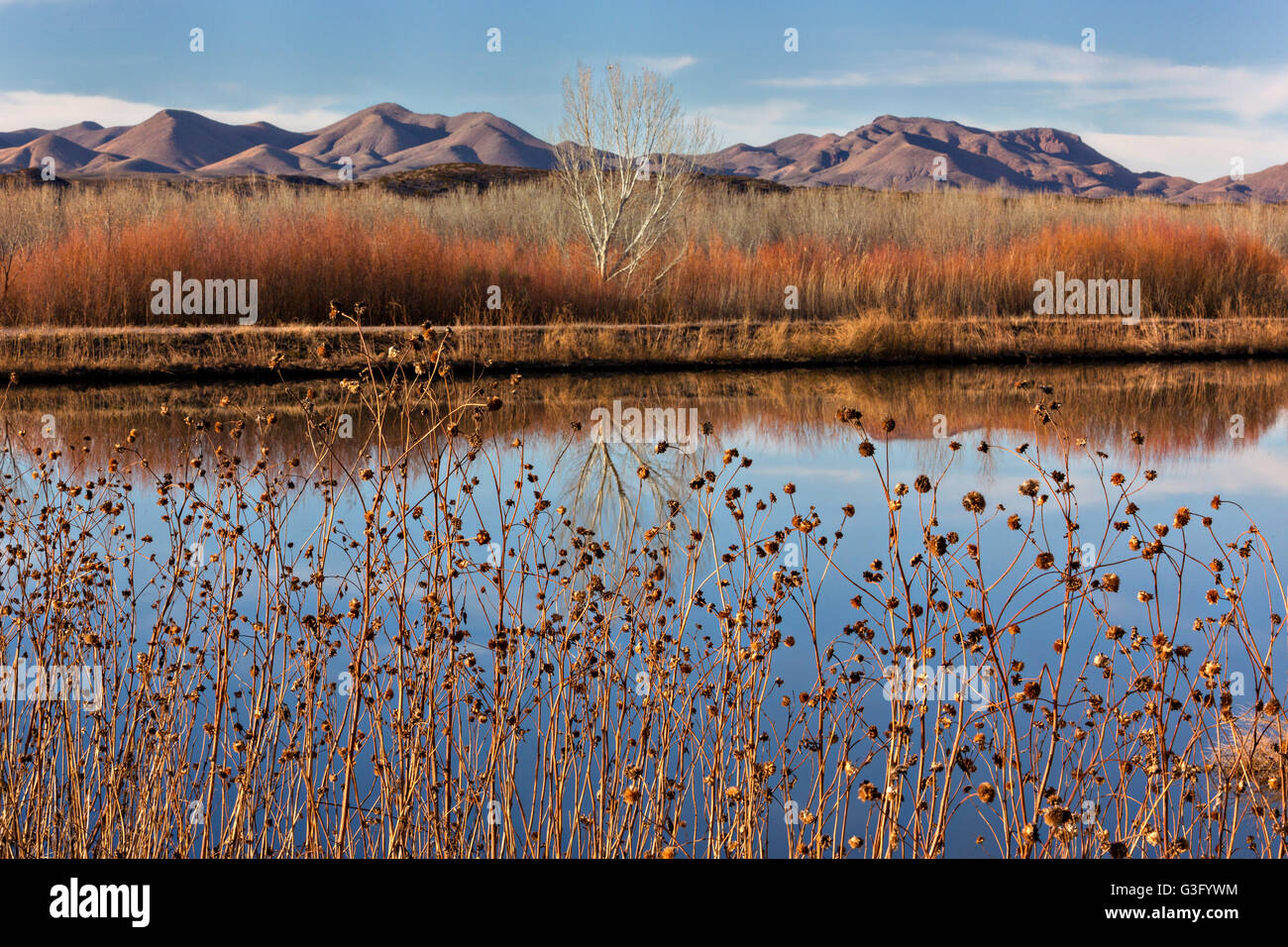 Muted colors of cottonwood and coyote willow thickets during winter at the Bosque del Apache National Wildlife Refuge in San Antonio, New Mexico. The refuge restored the original Rio Grande bottomlands habitat with native species. Stock Photo