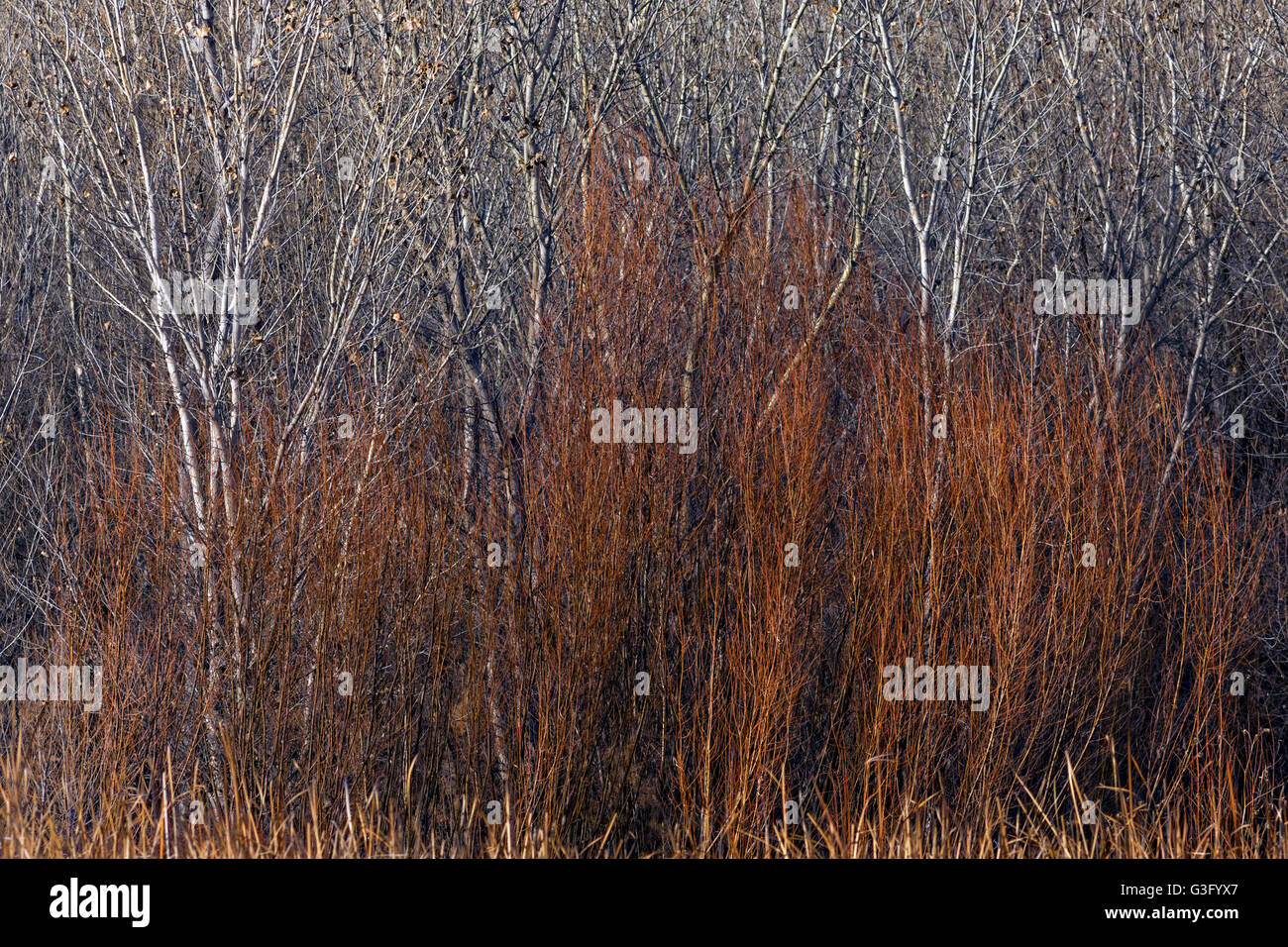 Muted colors of cottonwood and coyote willow thickets during winter at the Bosque del Apache National Wildlife Refuge in San Antonio, New Mexico. The refuge restored the original Rio Grande bottomlands habitat with native species. Stock Photo