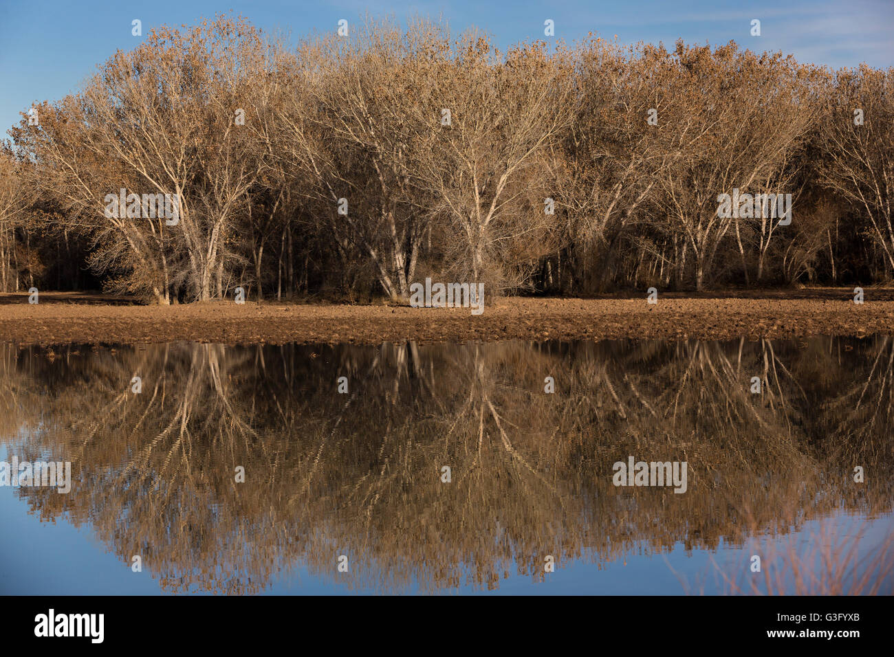 Muted colors of cottonwood reflected in a lake during winter at the Bosque del Apache National Wildlife Refuge in San Antonio, New Mexico. The refuge restored the original Rio Grande bottomlands habitat with native species. Stock Photo