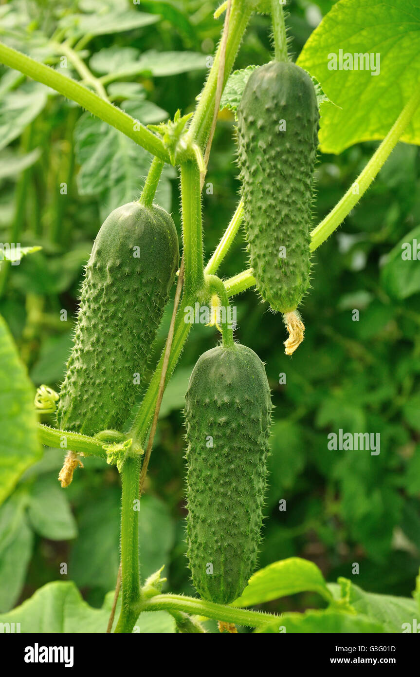 Three thorny cucumbers growing on a plant Stock Photo Alamy
