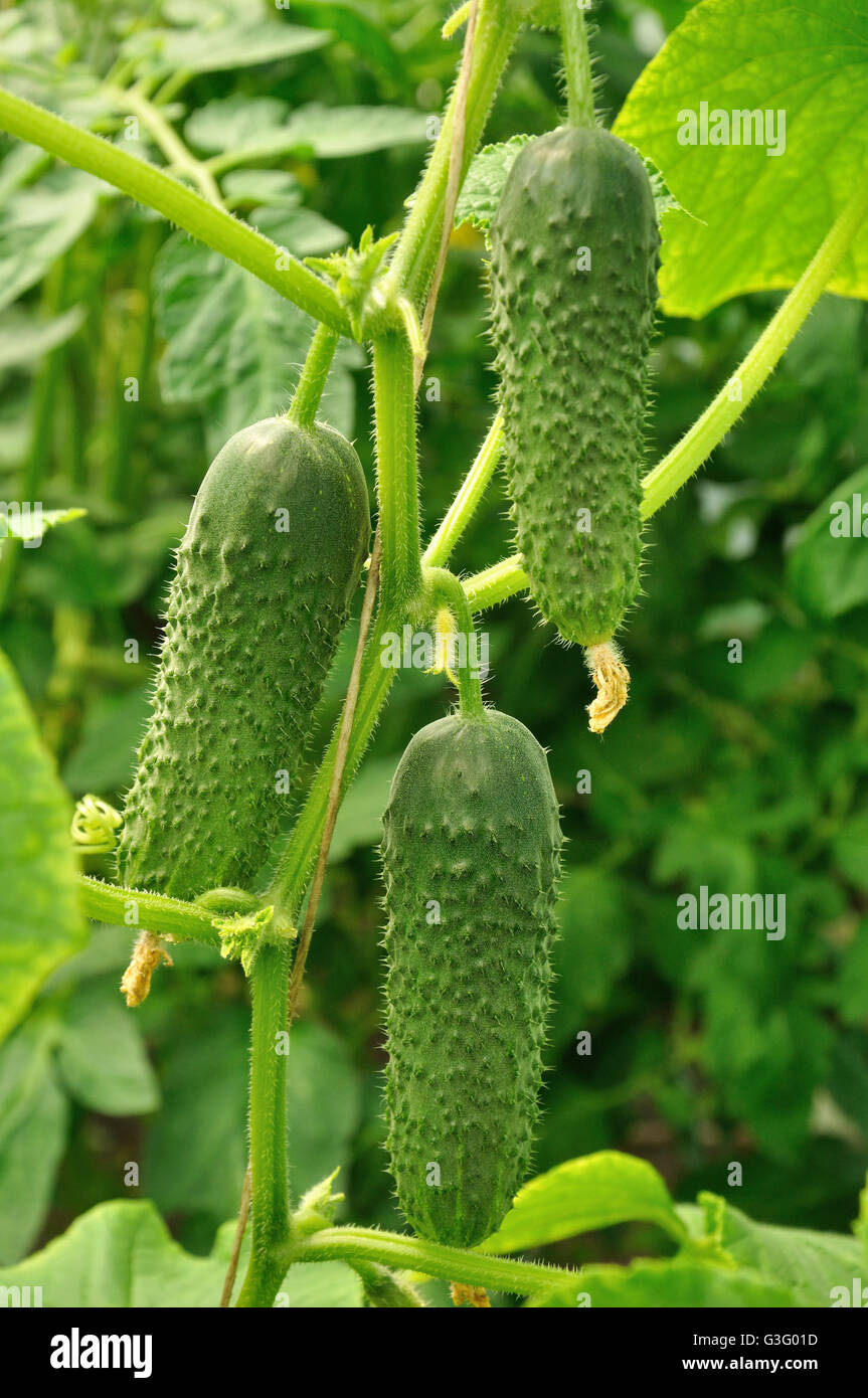 Three thorny cucumbers growing on a plant Stock Photo