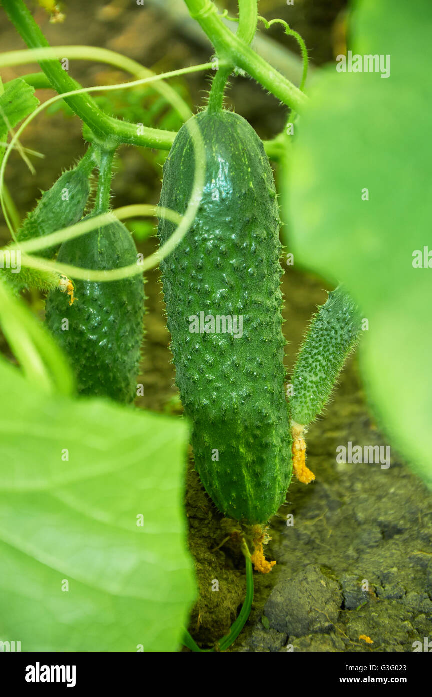 Several thorny cucumbers growing on the bush Stock Photo