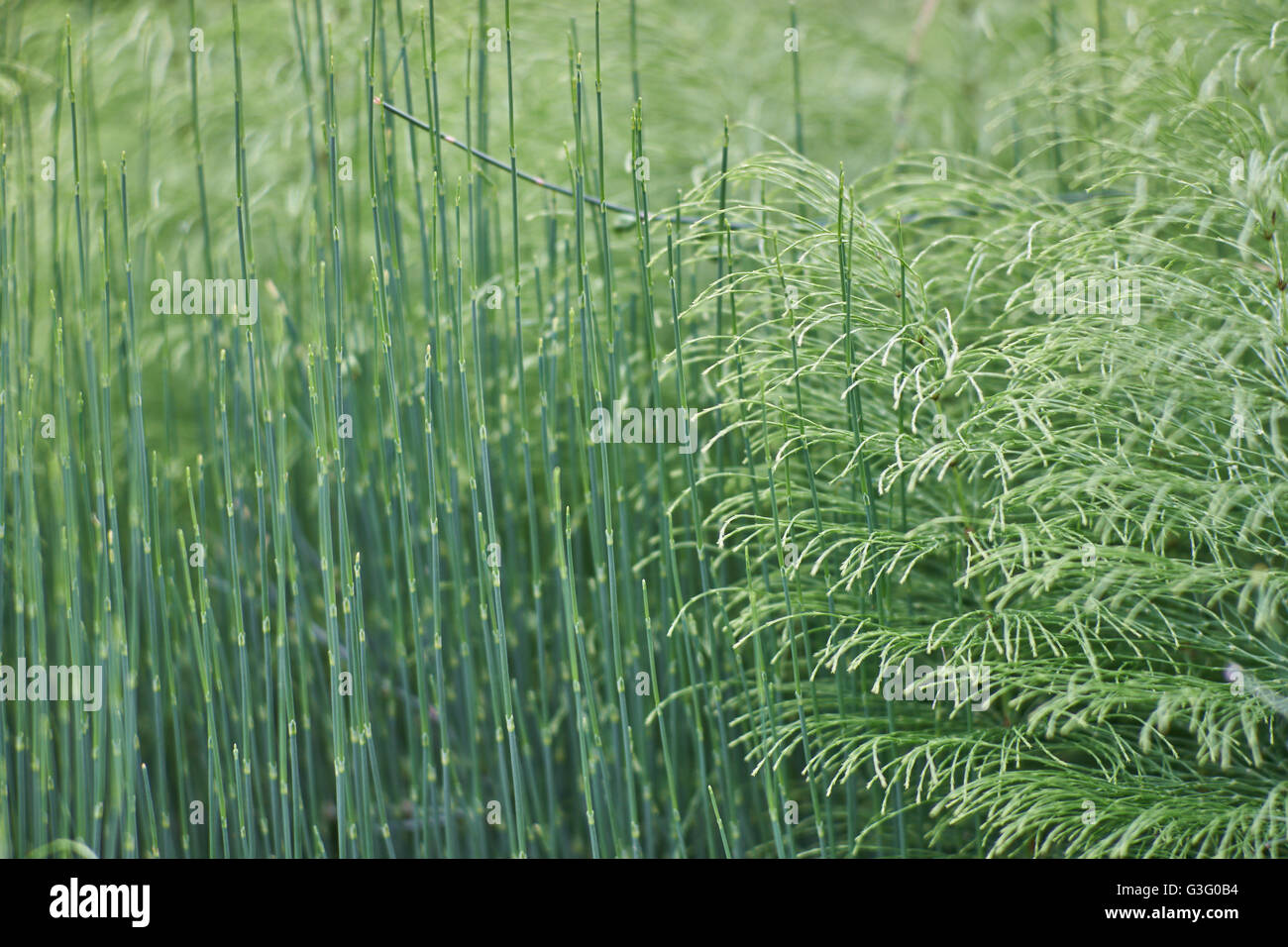 Equisetum horsetail snake grass puzzlegrass stems Stock Photo