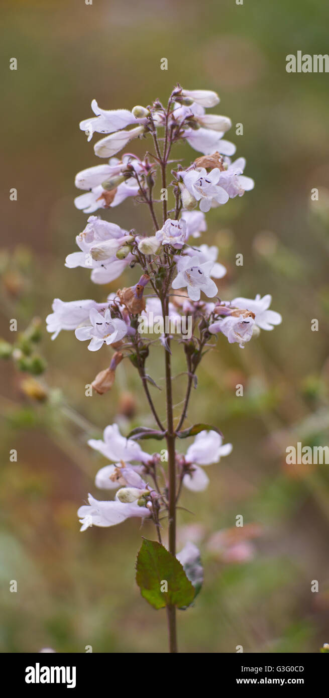 Penstemon digitalis foxglove beard-tongue beardtongue talus slope ...