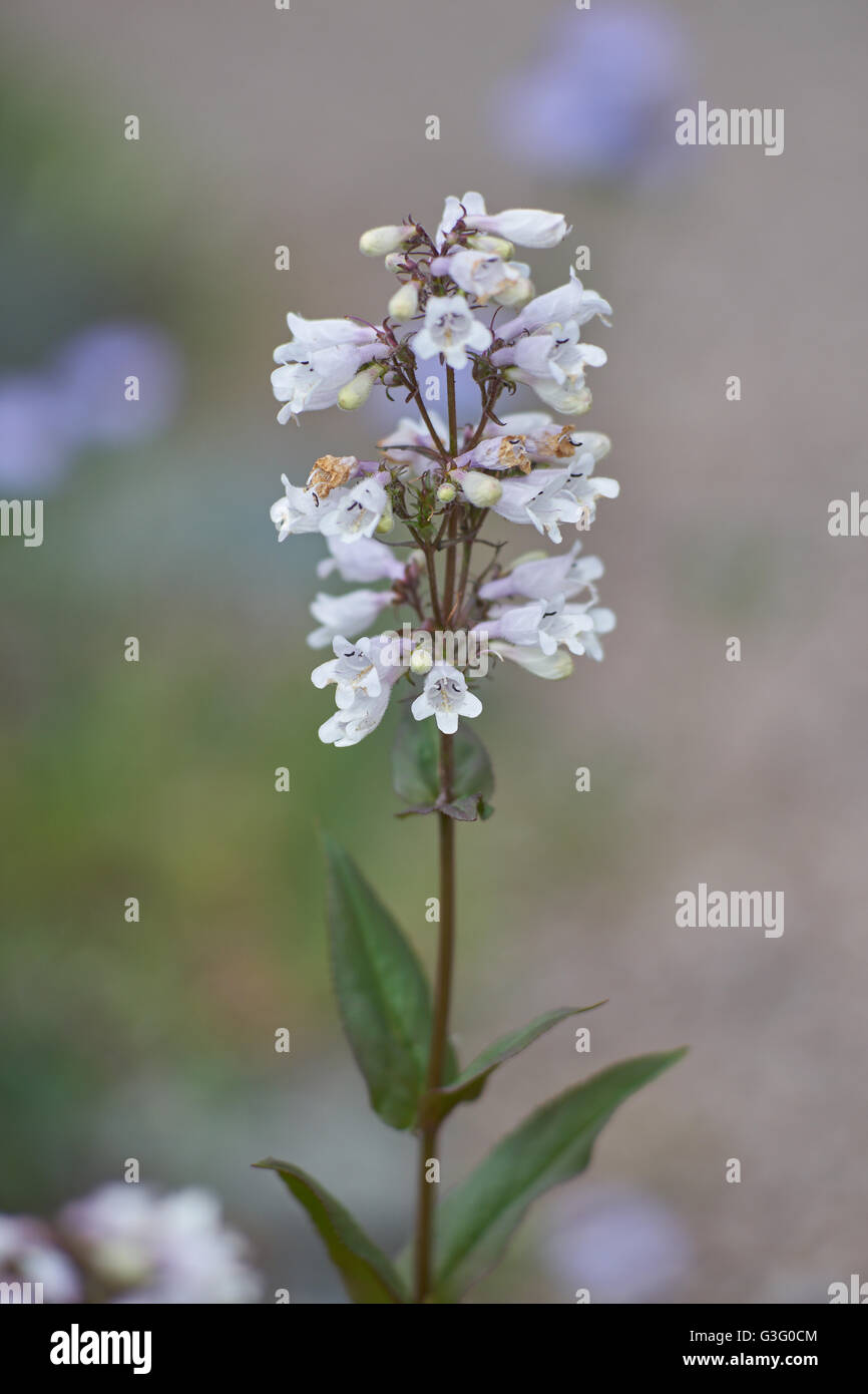 thumbnail interactive-video image 1 of Penstemon / Foxglove Beardtongue Live Starter Plant | Carolina Lavender | Multicolor Flowering Shrub 1 of 4