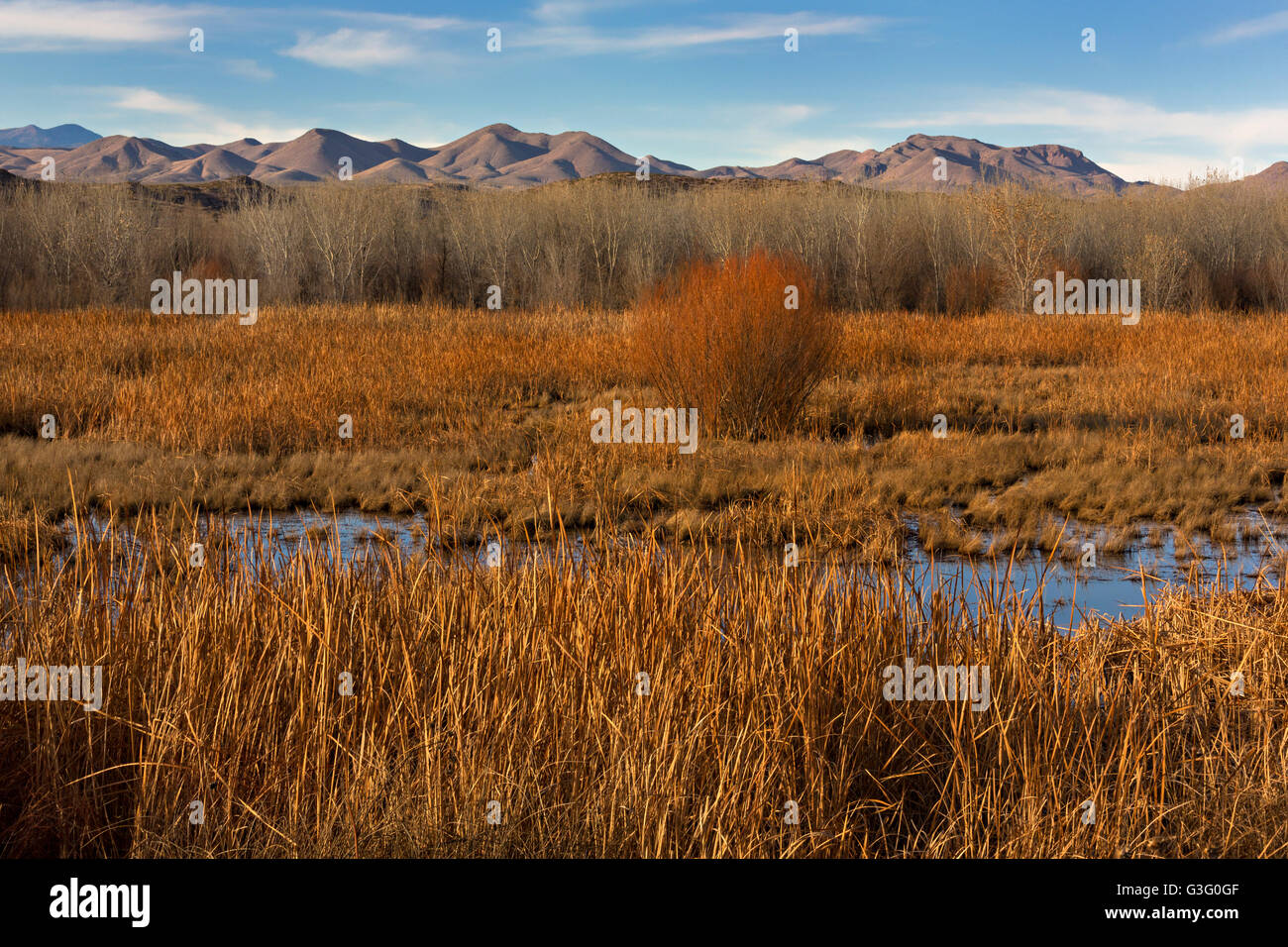 Muted colors of cottonwood and coyote willow thickets during winter at the Bosque del Apache National Wildlife Refuge in San Antonio, New Mexico. The refuge restored the original Rio Grande bottomlands habitat with native species. Stock Photo