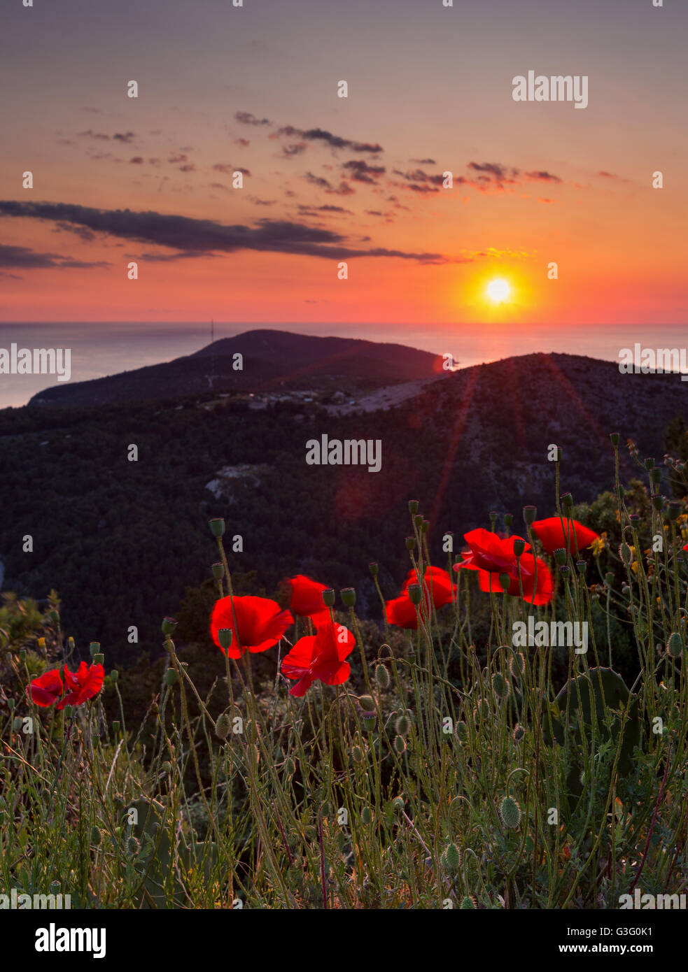 Red poppies flowers at sunset. Island Hvar, Croatia. Adriatic sea. Europe. Stock Photo