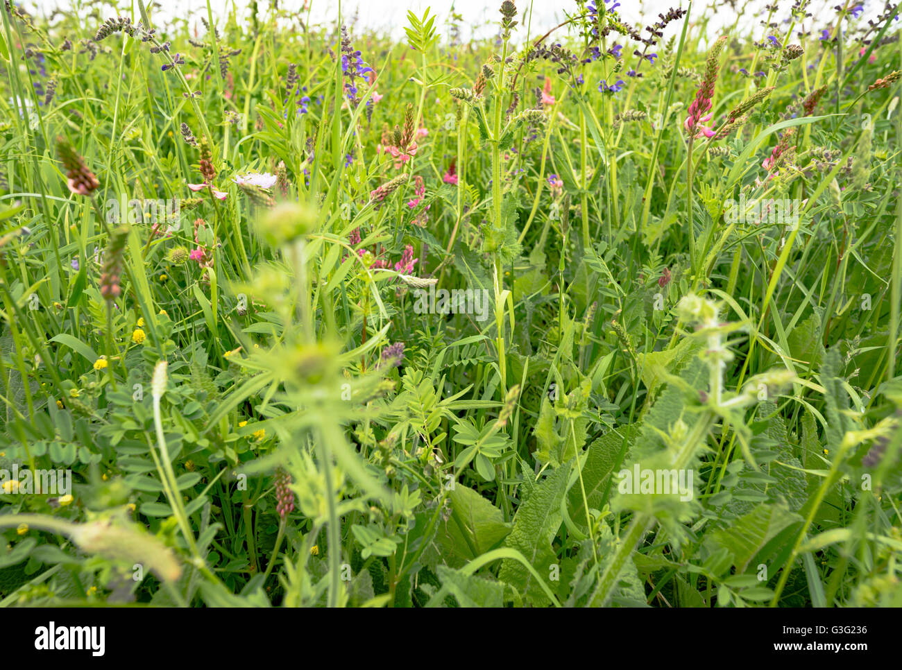 Green field with flowers under blue cloudy sky Stock Photo - Alamy