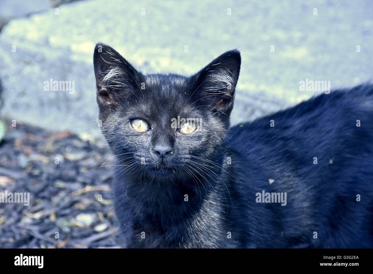 Cute stray kitten playing hi res stock photography and images Alamy Cute stray kitten playing hi res stock photography and images Alamy