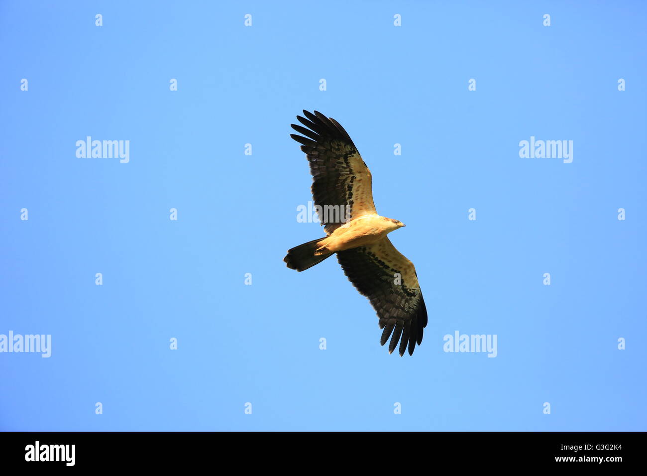 Hieraaetus ayresii hires stock photography and images Alamy