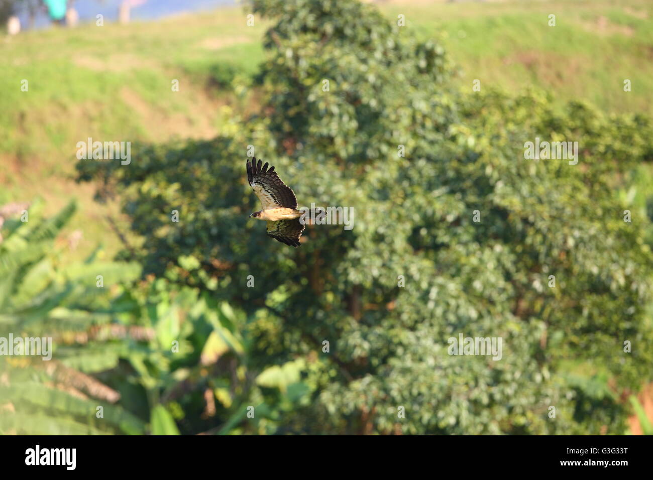 Ayres's HawkEagle (Hieraaetus ayresii) in Nyungwe National Park,Rwanda