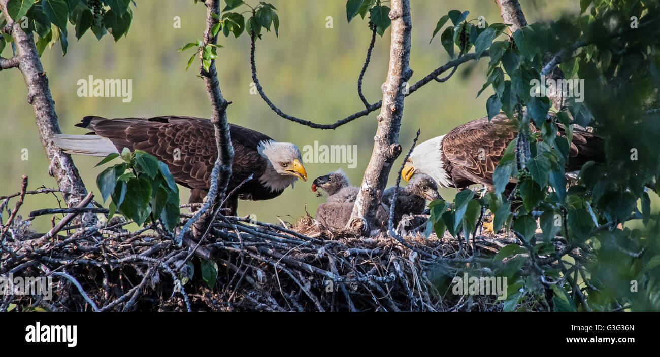 Two adult bald eagles feed their chicks on the nest Stock Photo - Alamy