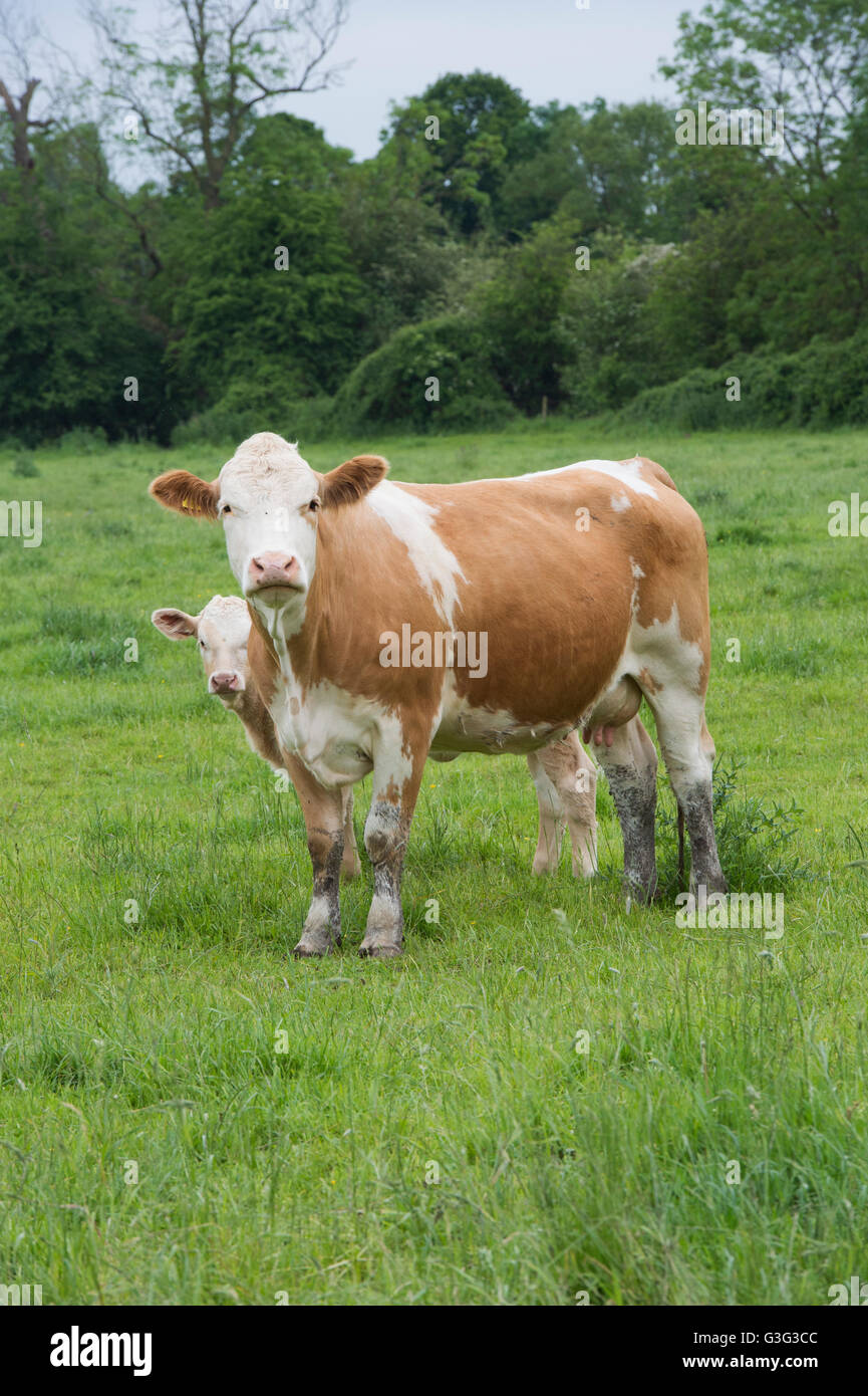 Cow and calf in a field in the Cotswolds. Gloucestershire, England Stock Photo