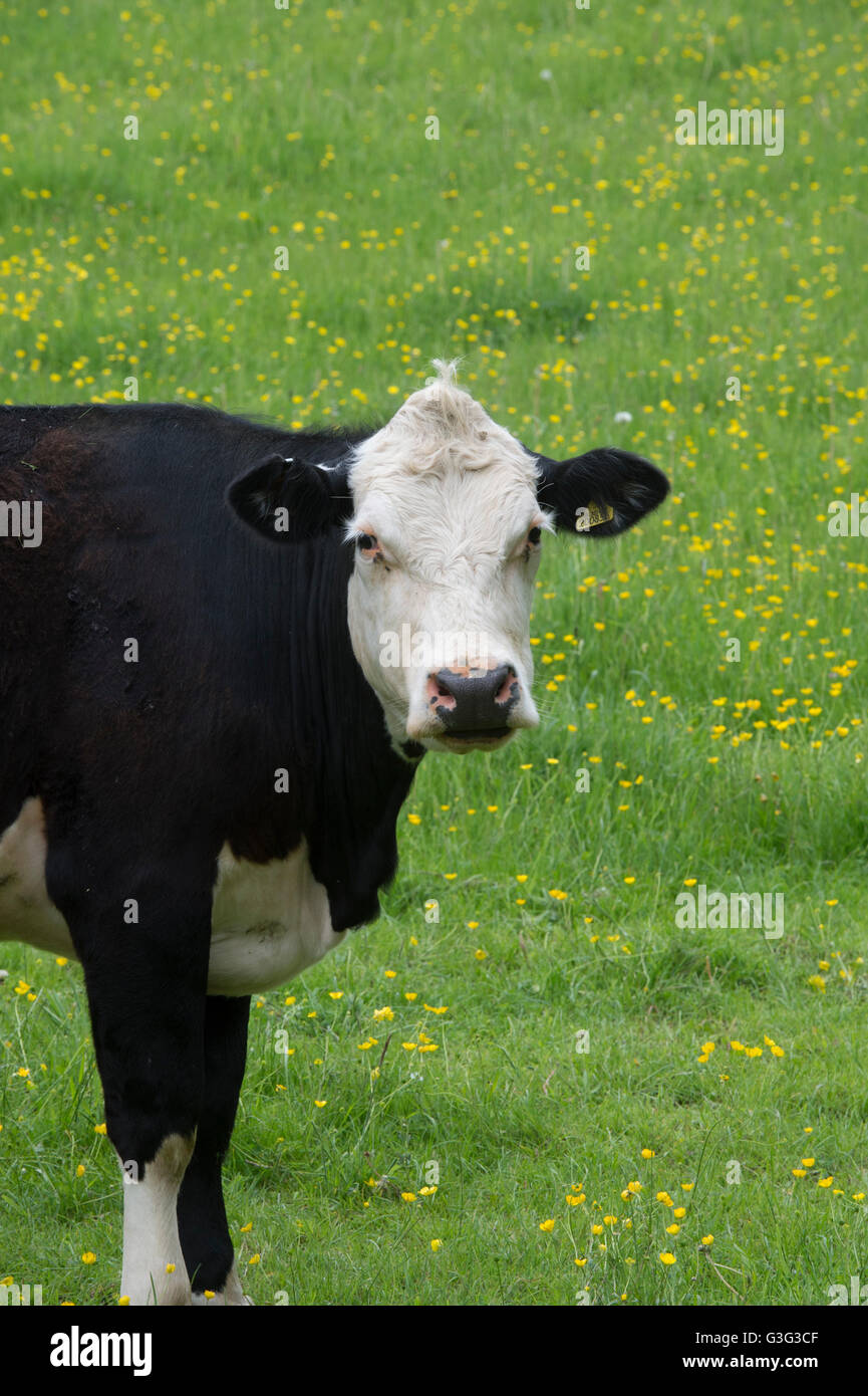 Cow in a field of buttercups in the Cotswolds. Gloucestershire, England Stock Photo