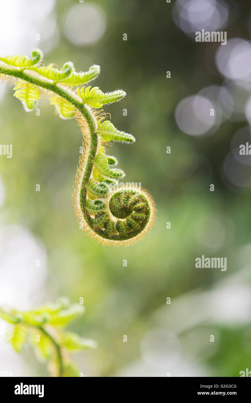 Cyathea princeps. Tree fern frond uncurling Stock Photo