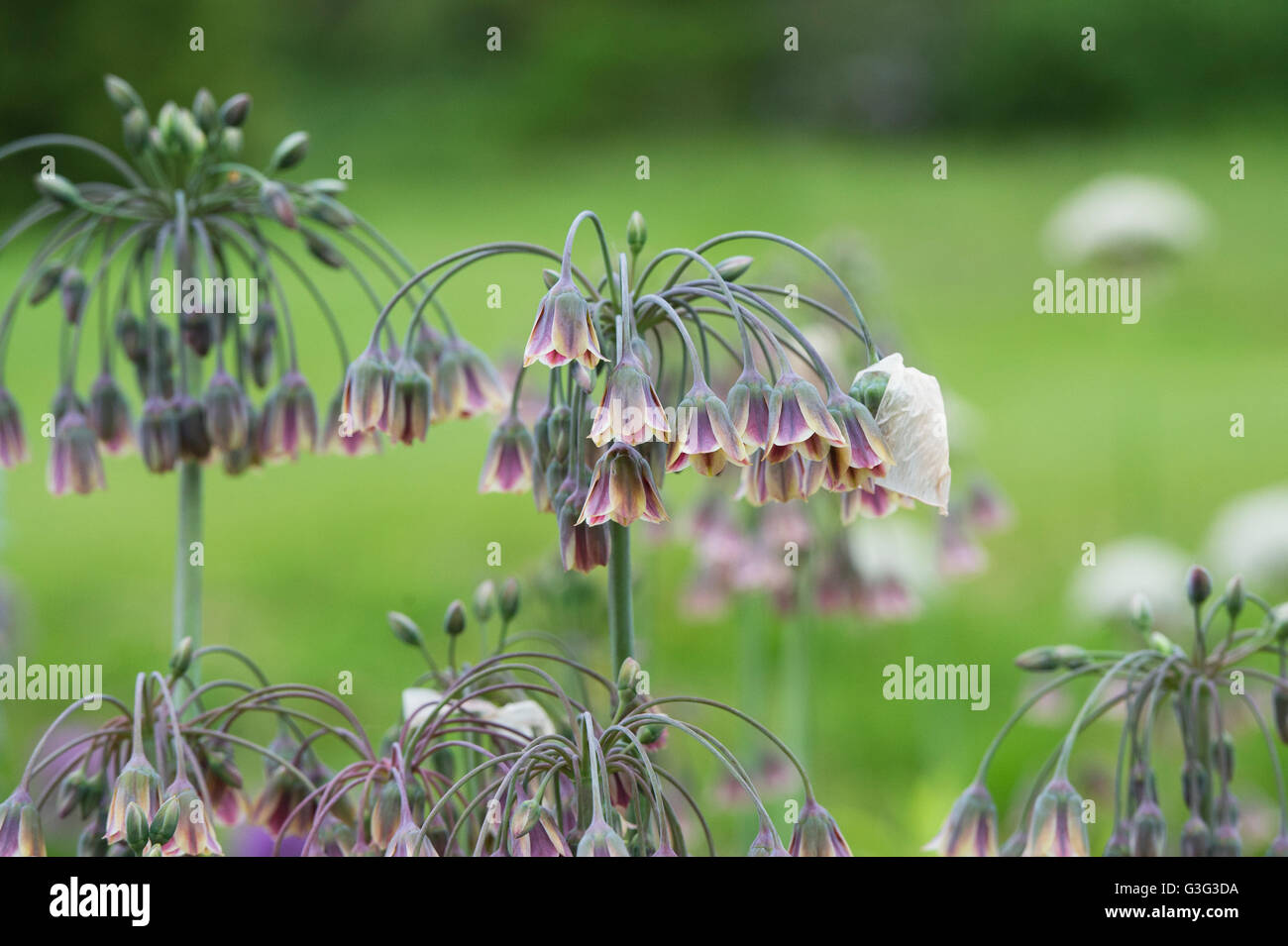 Nectaroscordum siculum. Allium siculum flowers. Sicilian honey garlic Stock Photo