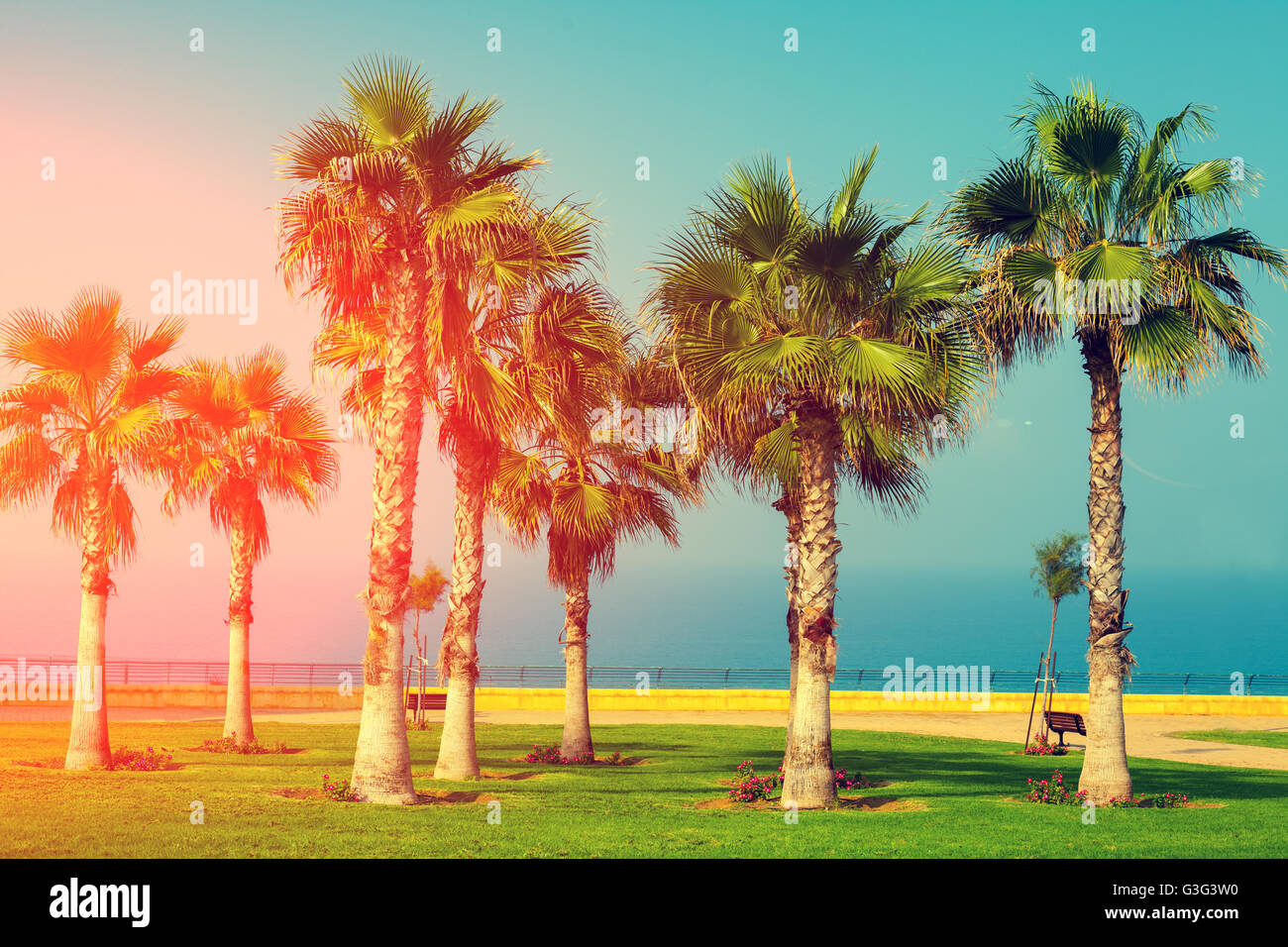 Palm trees in park in israel hi-res stock photography and images - Alamy
